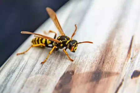 wasp-on-wood