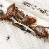 bed_bug