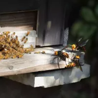 bees-vs-wasps.