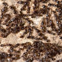 ants