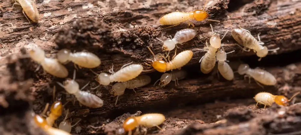 termites