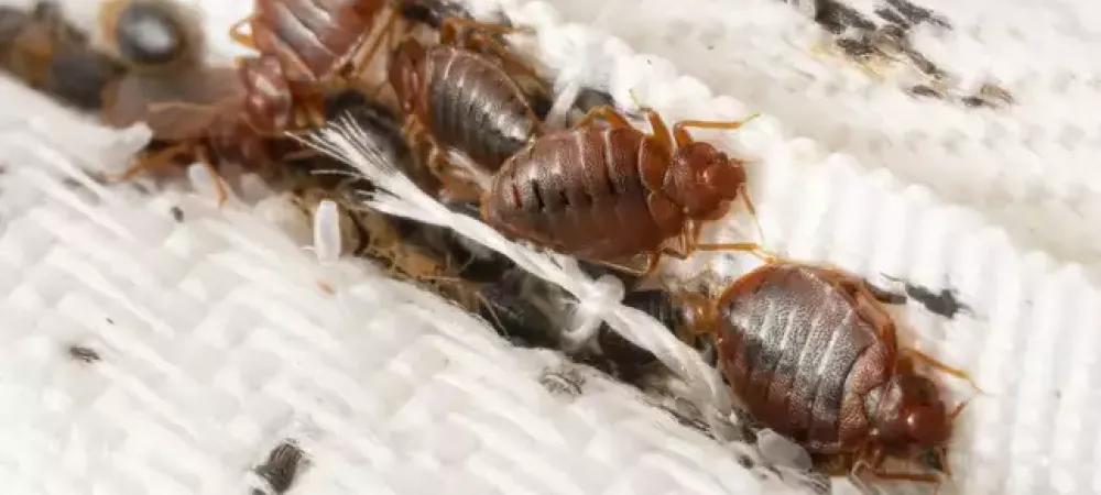 bed_bug