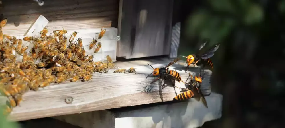 bees-vs-wasps.