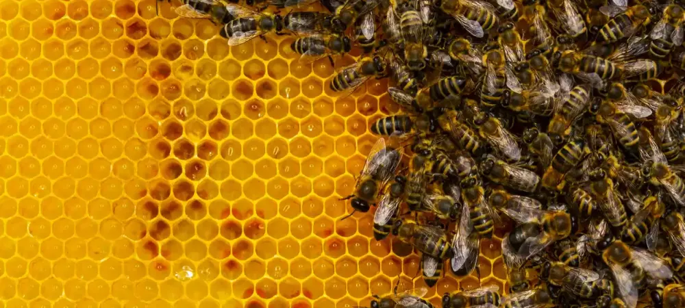honey-bee