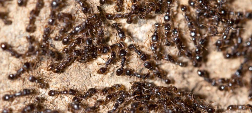 ants