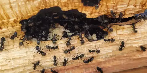 carpenter_ants
