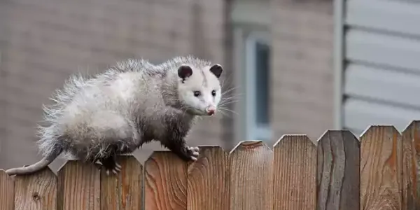 possum-on-fence