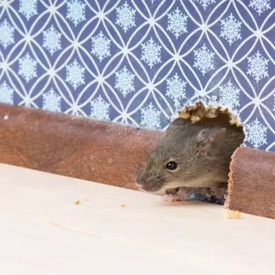 rodent_in_wall