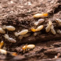 termites