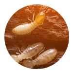 <h2>Termite Control</h2>